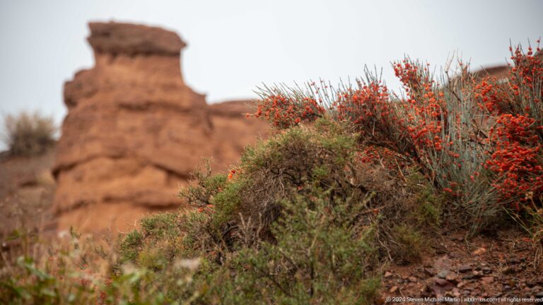 Low red-and-green shrub against blurred canyon wall.