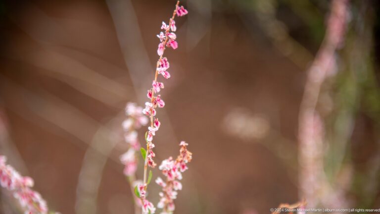 Single vertical stem of small pink flowers.
