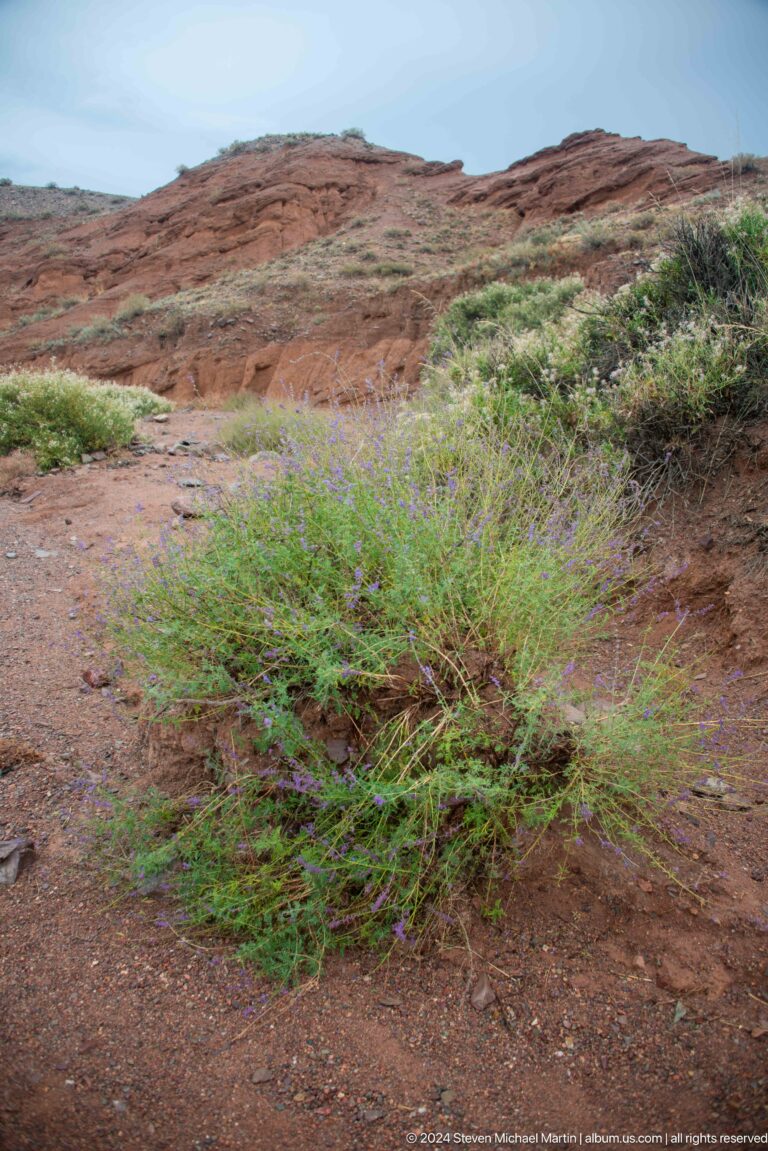 Rounded green shrub growing on open canyon floor.