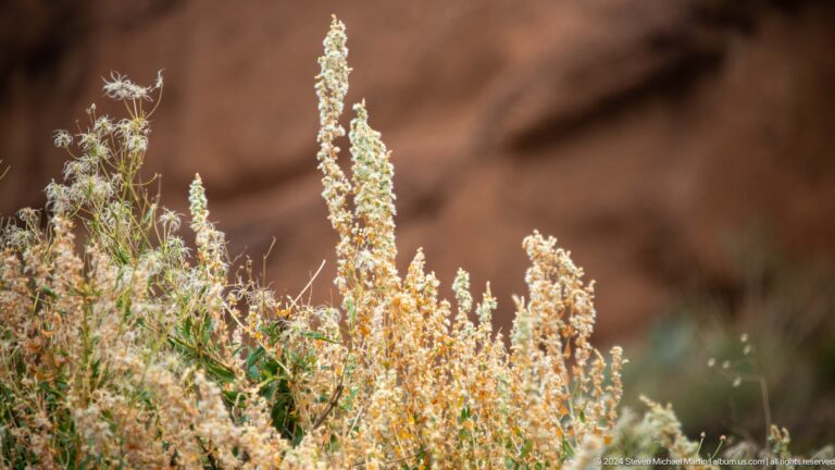 Pale flowering or seed-bearing plant in close focus.
