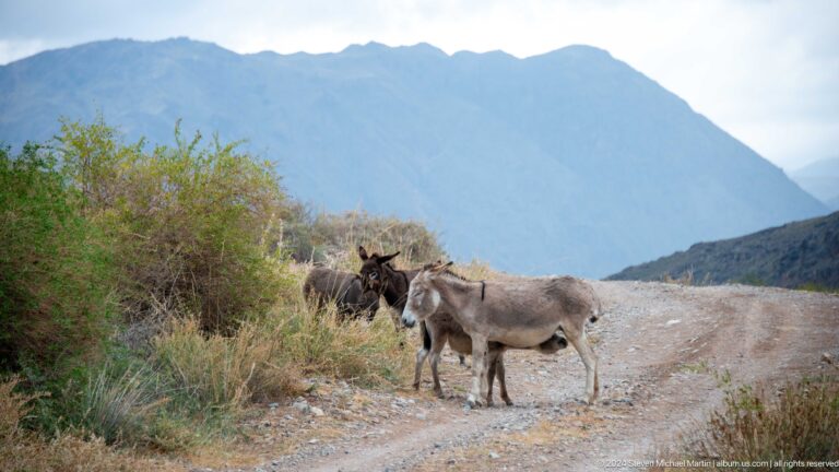 Two donkeys standing on a gravel track with blue-gray mountains behind.