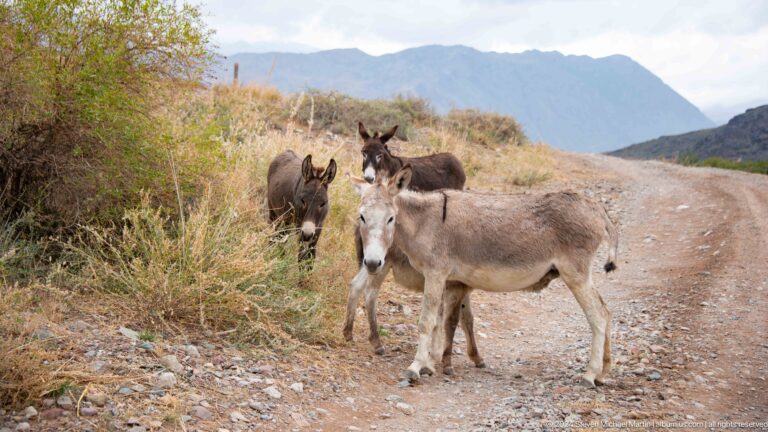 Three donkeys gathered on a rocky roadside.