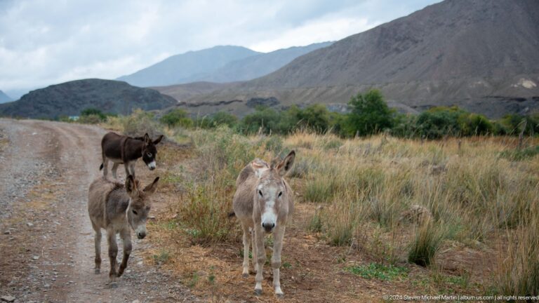 Three donkeys walking toward the camera on a dirt road.