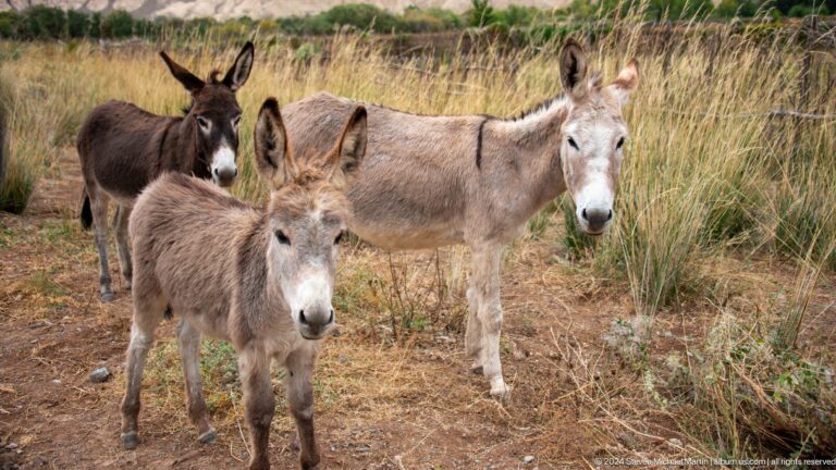 Close group of three donkeys standing in tall dry grass.
