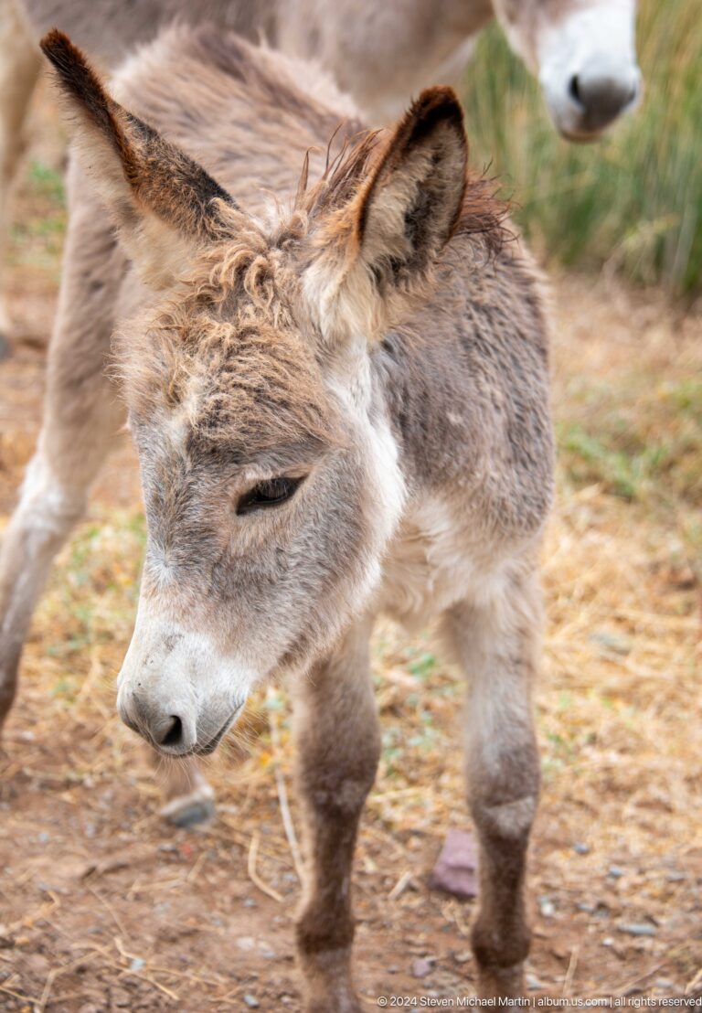 Close portrait of a gray donkey's head.