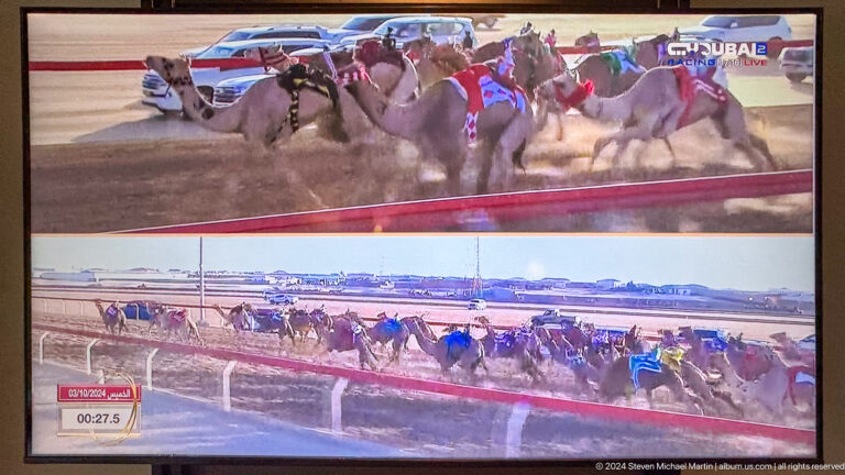 Camel-racing scene shown on a screen or printed display in Muscat, Oman.