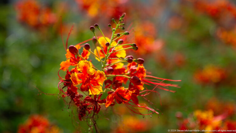 Orange-red flowering shrub in close focus.