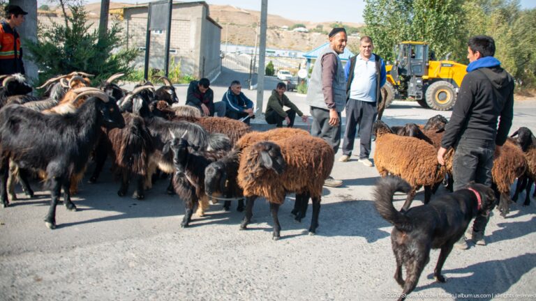 Mixed flock of sheep and goats filling a town street.