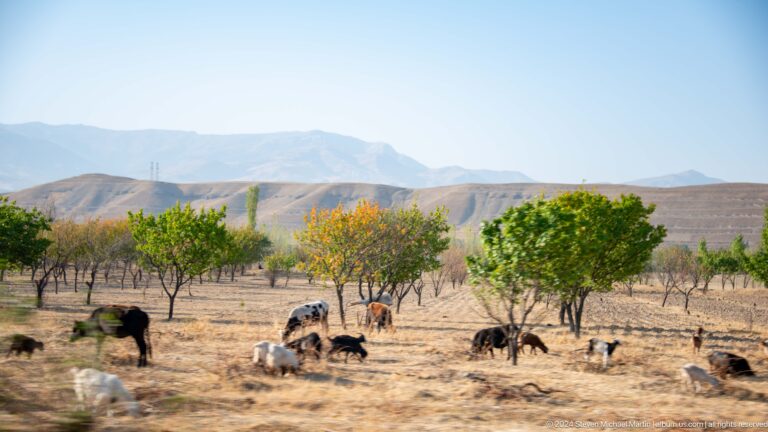 Goats grazing beneath small orchard trees.