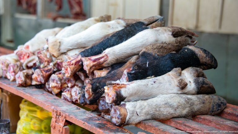Close display of whole fish and cut portions.