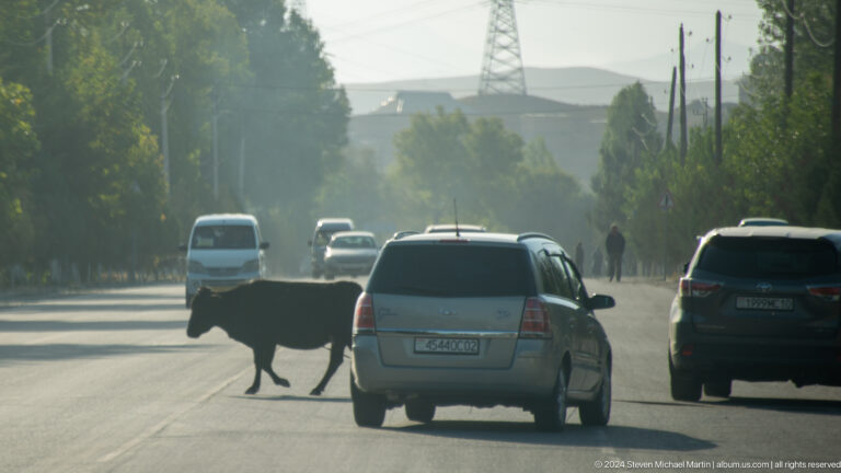 Black cow crossing a busy urban roadway.