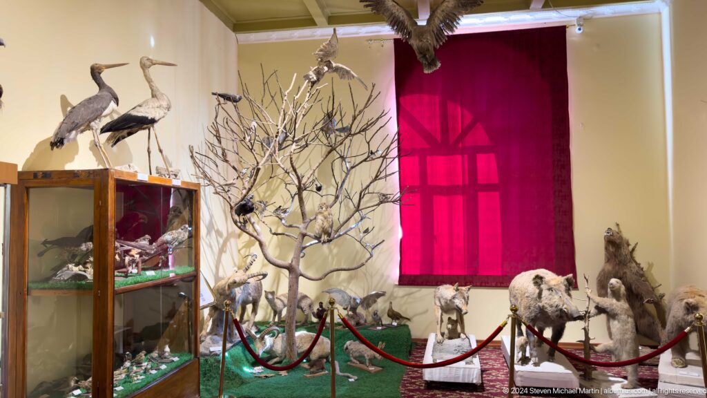 Natural-history gallery with mounted antlers, birds, animal specimens, and glass cases.