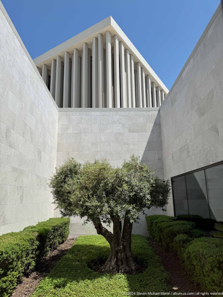 Mature olive tree in a planted bed within a pale stone courtyard, framed by tall white walls and a finned facade at the Abrahamic Family House.