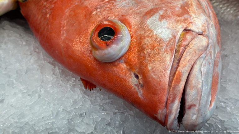 Close-up of a red-orange fish head on crushed ice, showing its large round eye, open mouth, and detailed skin texture.