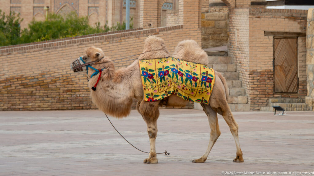 Decorated camel standing in plaza.