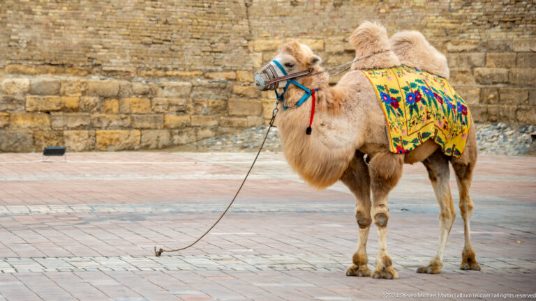 Decorated camel against brick wall.