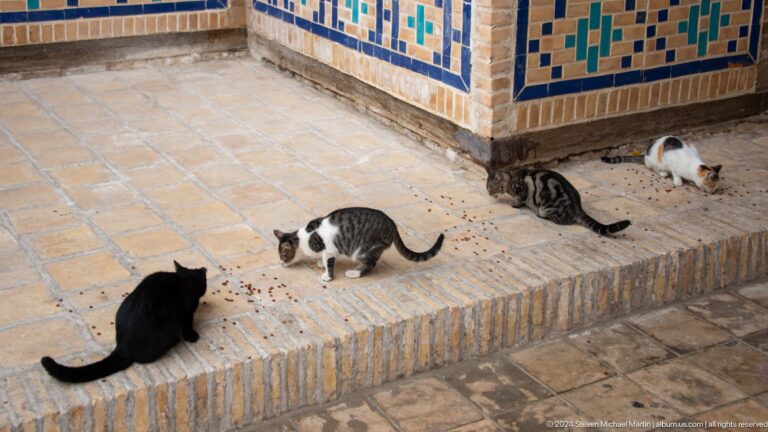Three cats walking along brick ledge.