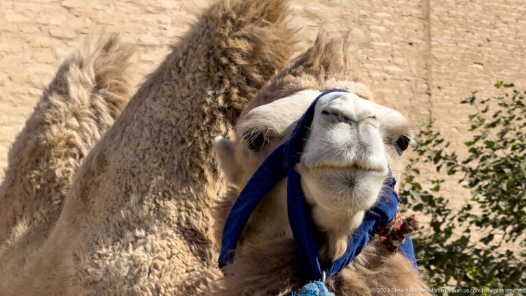 Camel head in blue halter close-up.
