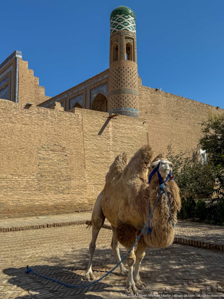 Camel standing below fortress wall.