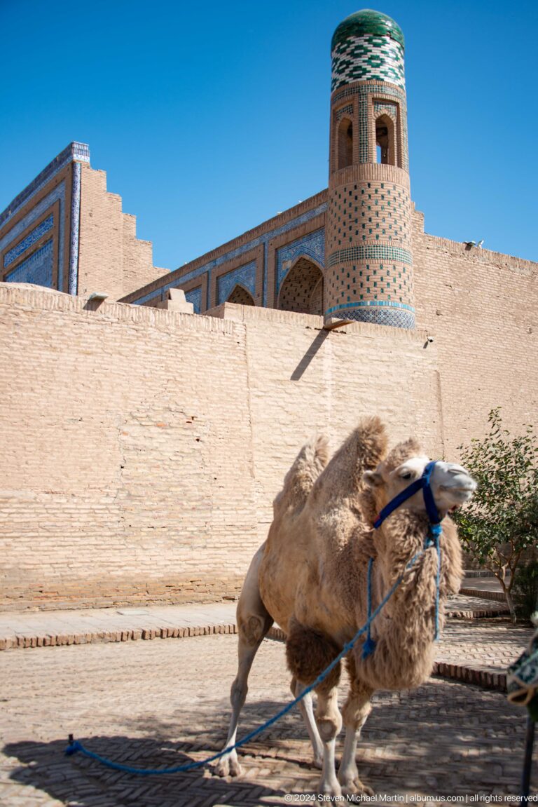Camel standing before the brick walls of khiva.