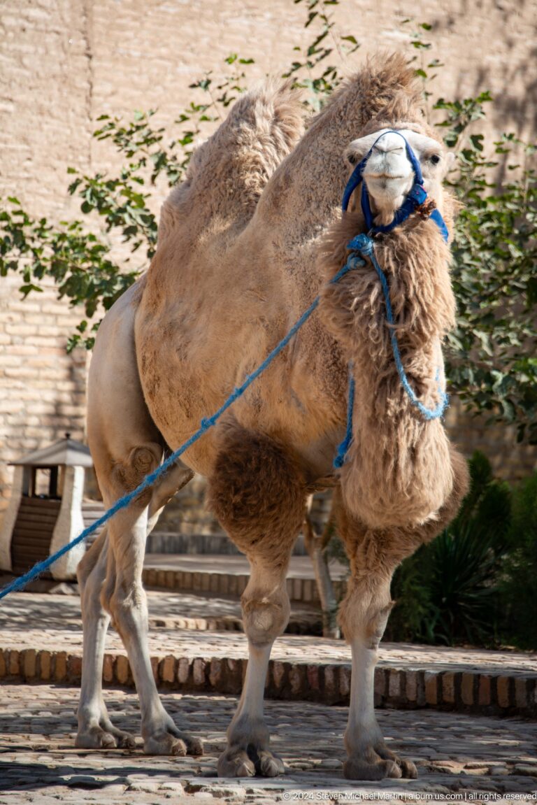 Close view of camel head in blue halter.