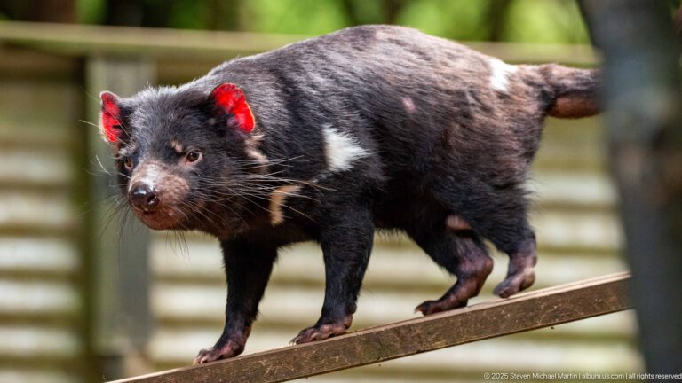 Tasmanian Animal Sanctuaries