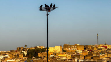 Birds perched on a tall utility pole above the warm-toned rooftops of Fes.