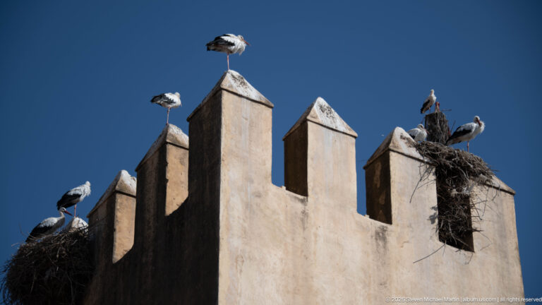 White storks perched on pointed merlons and large stick nests atop a historic wall in Fes.
