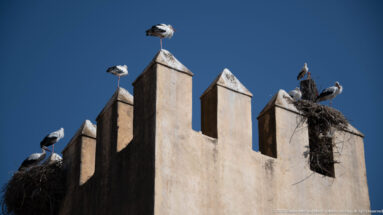 White storks perched on pointed merlons and large stick nests atop a historic wall in Fes.