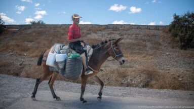 Man riding a donkey loaded with containers and bundles beside a dry roadside and long earthen wall near Fes.