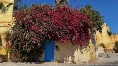 Red bougainvillea drapes over an ochre wall above a bright blue door on a quiet street in Fes.