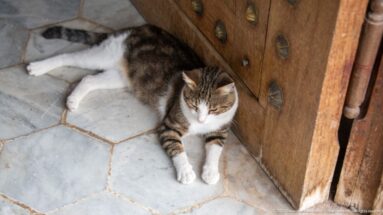 Tabby-and-white cat lying on pale stone flooring beside a large studded wooden door.