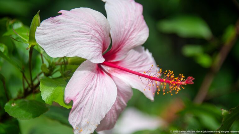 Pink hibiscus flower with a long red staminal column and yellow anthers against green leaves.