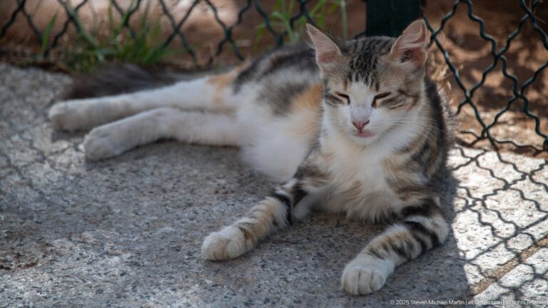 Tabby-and-white cat lying on a stone surface beside a wire fence with its front legs extended.