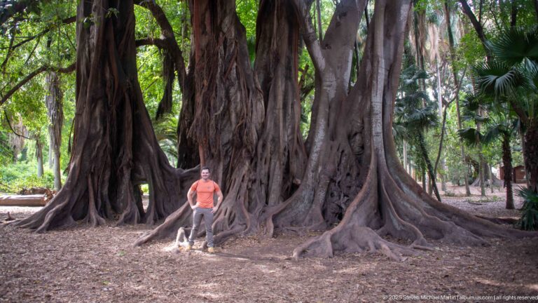 Visitor in an orange shirt standing against the deeply buttressed base of a massive mature tree.