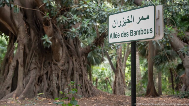 Bilingual Arabic-French sign reading Allée des Bambous in front of massive tree roots and dense foliage.
