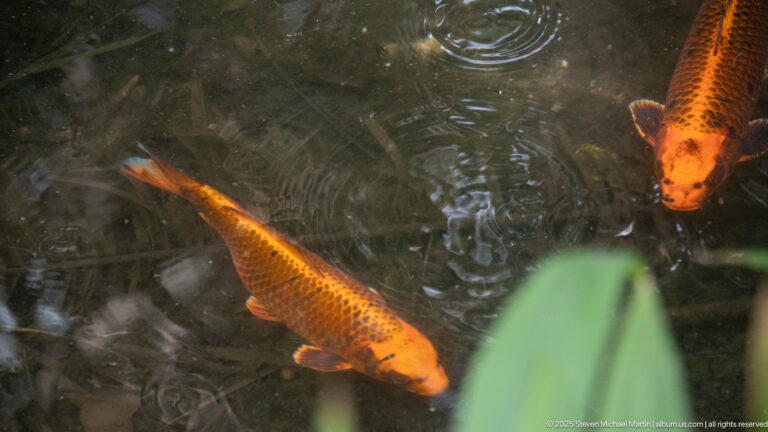 Two orange-and-black ornamental fish swimming beneath rippling water in a garden pond.