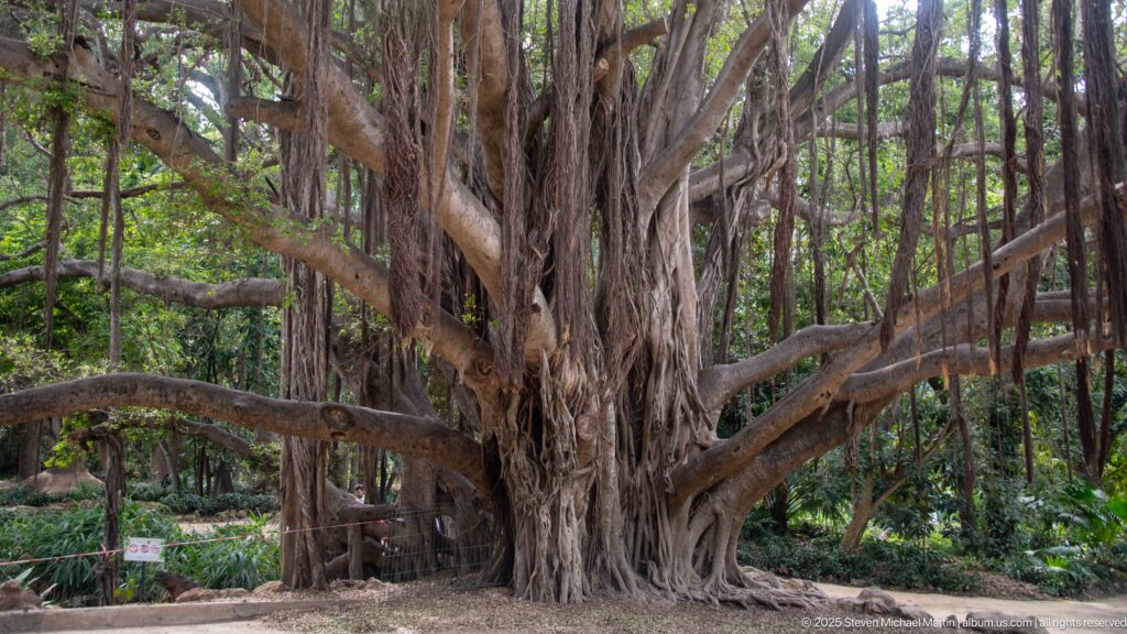 Massive spreading tree with thick limbs and numerous hanging aerial roots in dense garden vegetation.