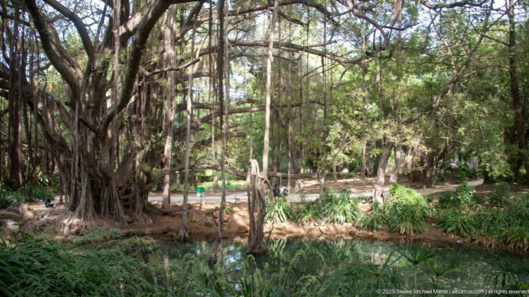 Shaded grove of mature trees and understory plants beside a narrow stream or pond in the botanical garden.