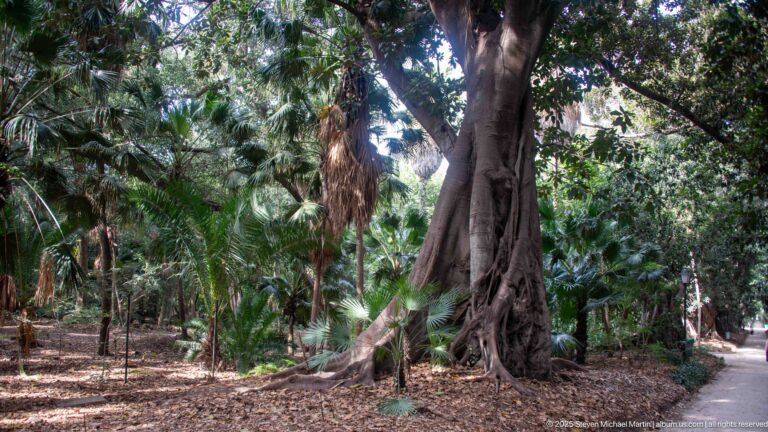 Large smooth-barked tree with broad base surrounded by palms and dense shaded garden vegetation.