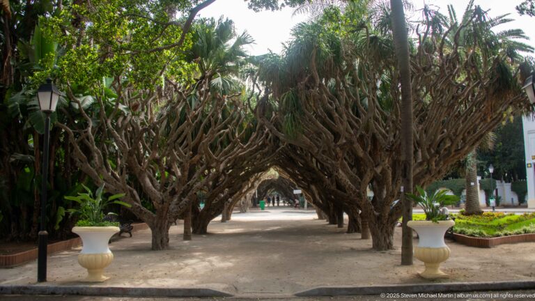 Straight garden path beneath interlacing tree branches forming a tunnel, with white urn planters and a lamp post.