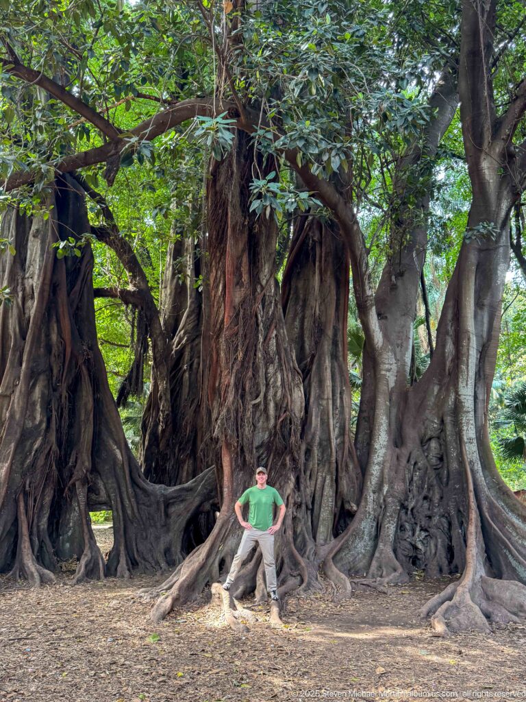 Large mature tree with massive buttressed roots and intertwined trunks, with a person standing at the base for scale.
