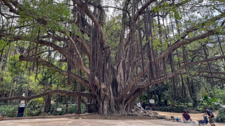 Broad-canopied mature tree with hanging aerial roots and extensive buttress roots, with visitors seated near the base.