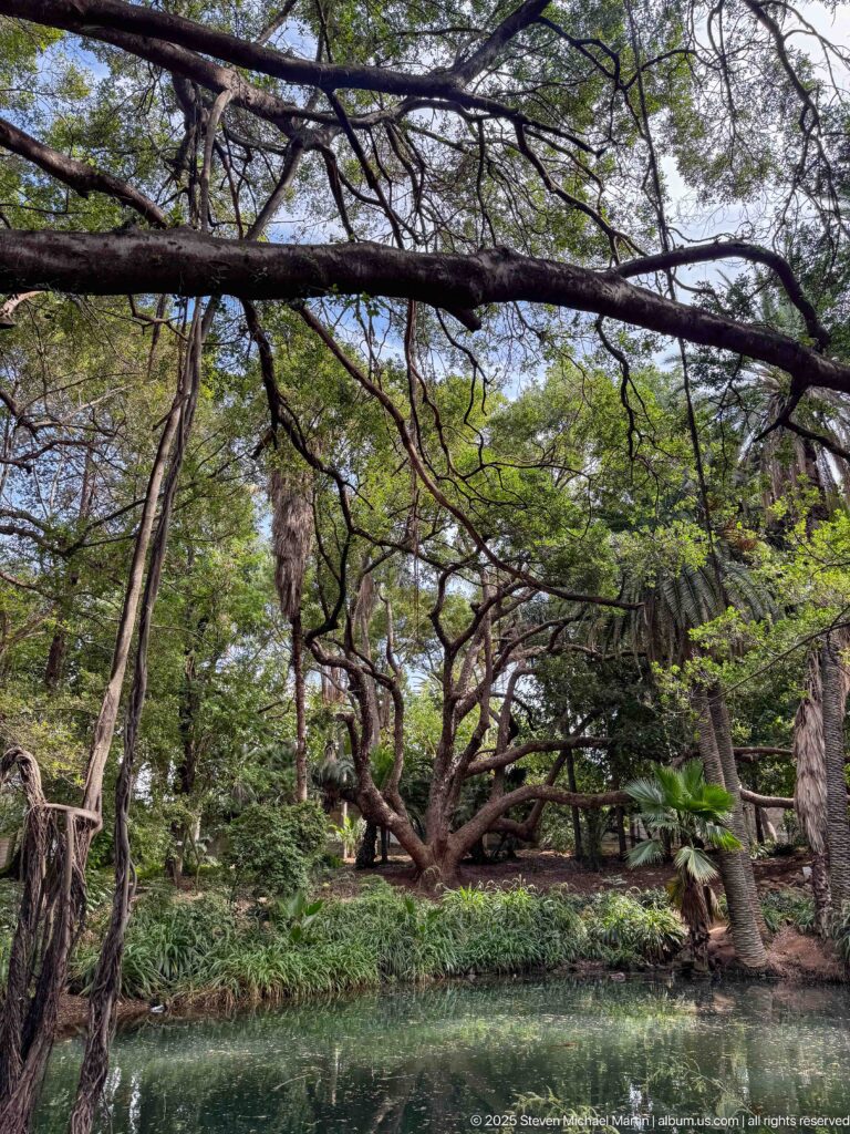 Wooded garden pond beneath long spreading branches, with dense foliage reflected in the water.