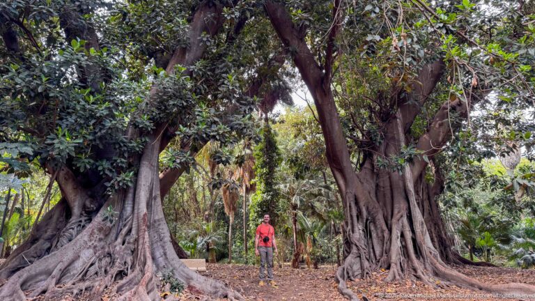 Two massive buttressed trees flank a visitor standing between their exposed roots in a shaded garden clearing.