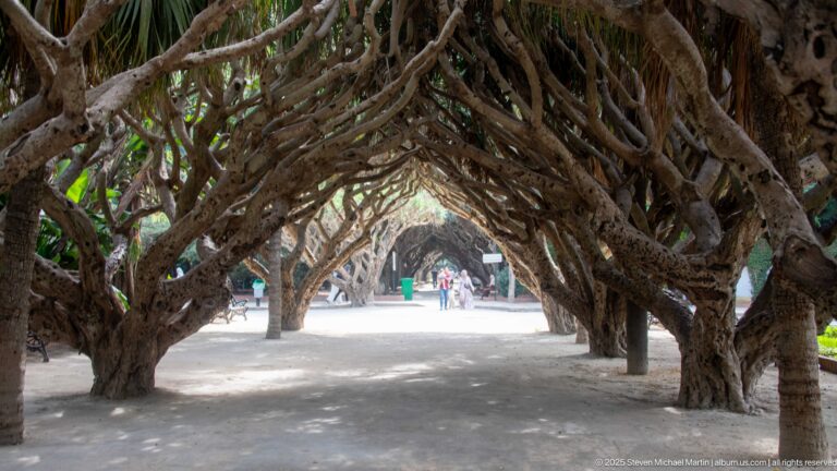 Broad garden path passing beneath interlocking mature trees whose low branches form a tunnel-like canopy.