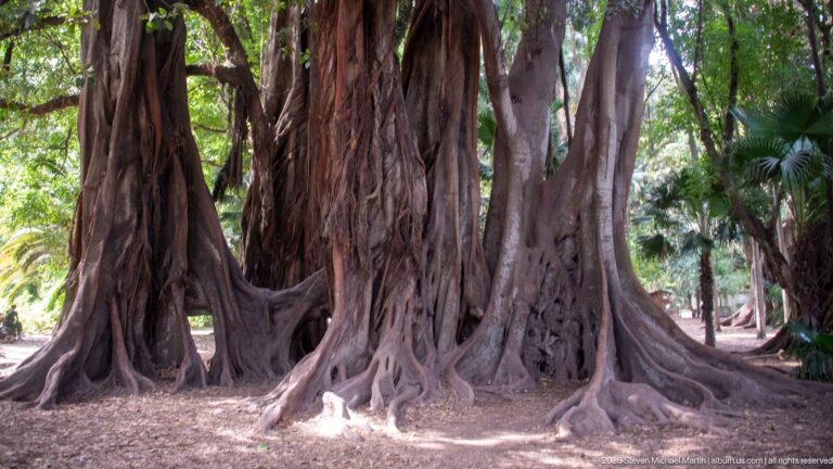 Close view of a massive tree base with fused trunks, exposed buttress roots, and deep folds in the bark.