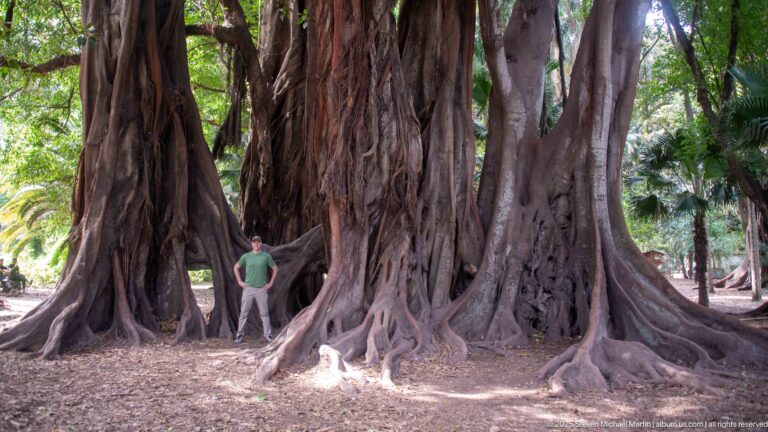 Visitor in a green shirt standing beside immense buttress roots and fused trunks of a mature tree.