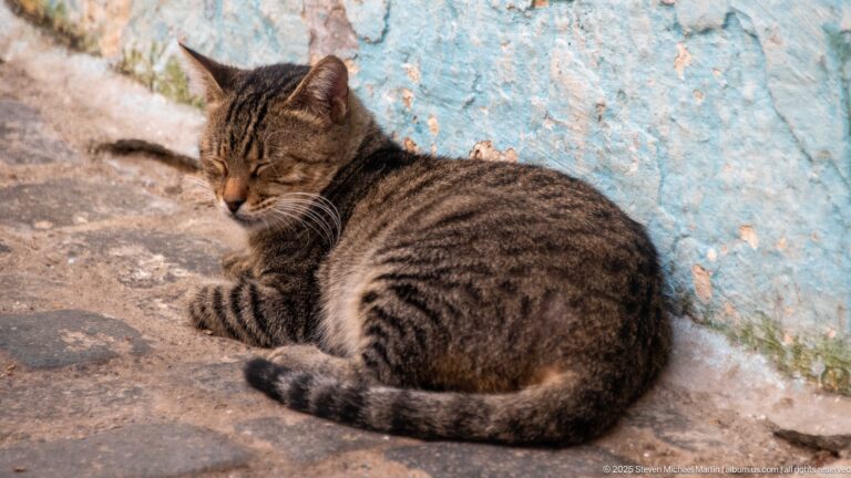 Striped tabby cat curled on stone paving beside a weathered blue-painted wall.