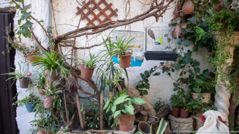 Small white-walled courtyard filled with potted plants and vines, with a birdcage hanging above.
